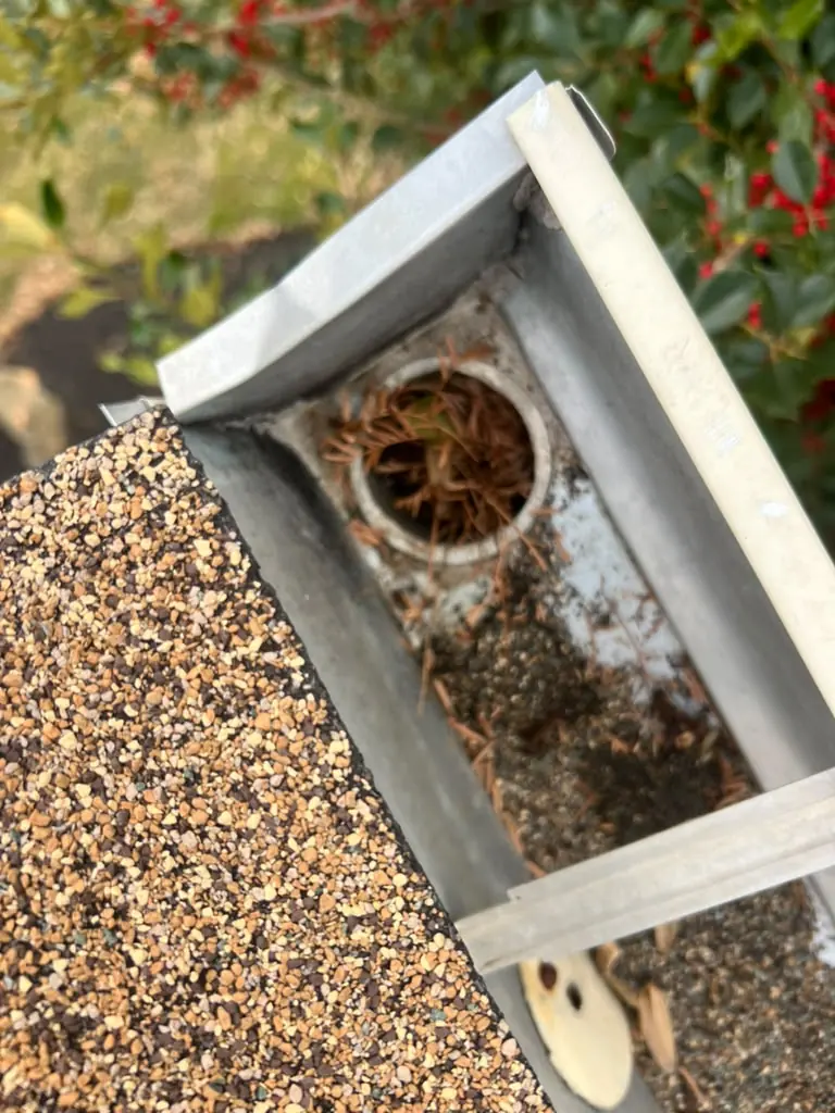 Gutter outlet packed with leaves and debris before cleaning